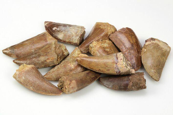 1 1/2" Carcharodontosaurus Tooth With Serrations - Photo 1